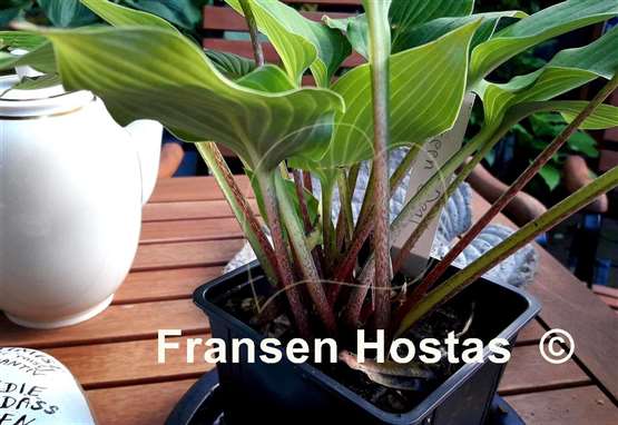 Hosta Green Deal